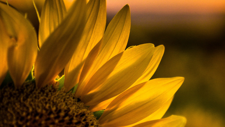 Serenade Sonnenblume